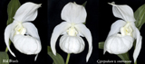 Cypripedium ventricosum
